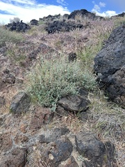 Monardella linoides, photograph (c) Steve Matson, some rights reserved (CC BY)