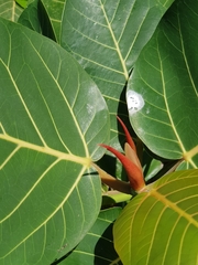 Ficus trichopoda