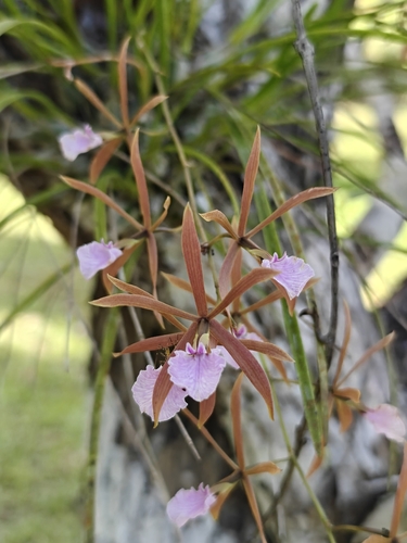 Encyclia bractescens, photograph 4