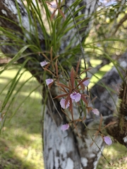 (c) Ansil B.R., some rights reserved (CC BY) Encyclia bractescens, photograph (c) Ansil B.R., some rights reserved (CC BY)