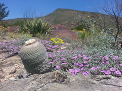 Epithelantha greggii