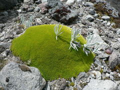 Arenaria dicranoides