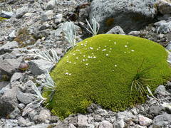 Arenaria dicranoides