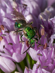 Augochloropsis viridula