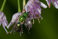 Augochloropsis viridula
