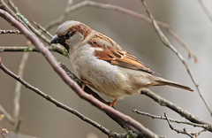 Passer domesticus