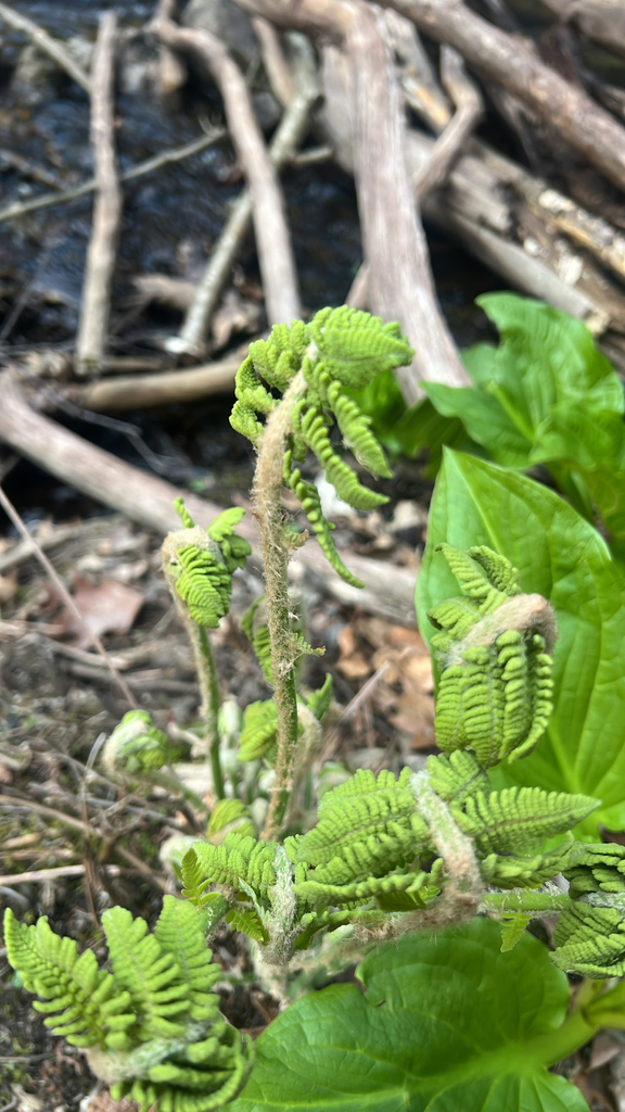 interrupted fern
