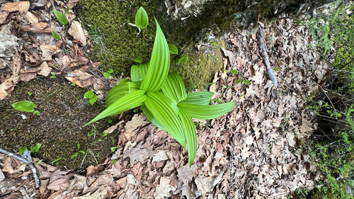 green false hellebore