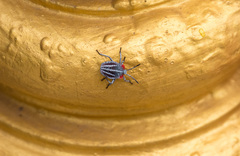 Tessaratoma papillosa