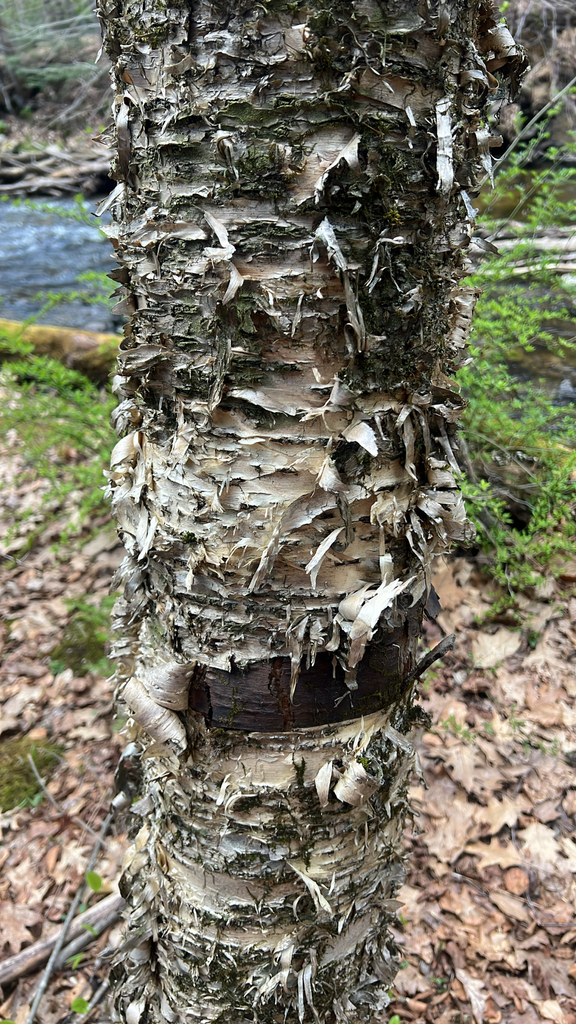 yellow birch