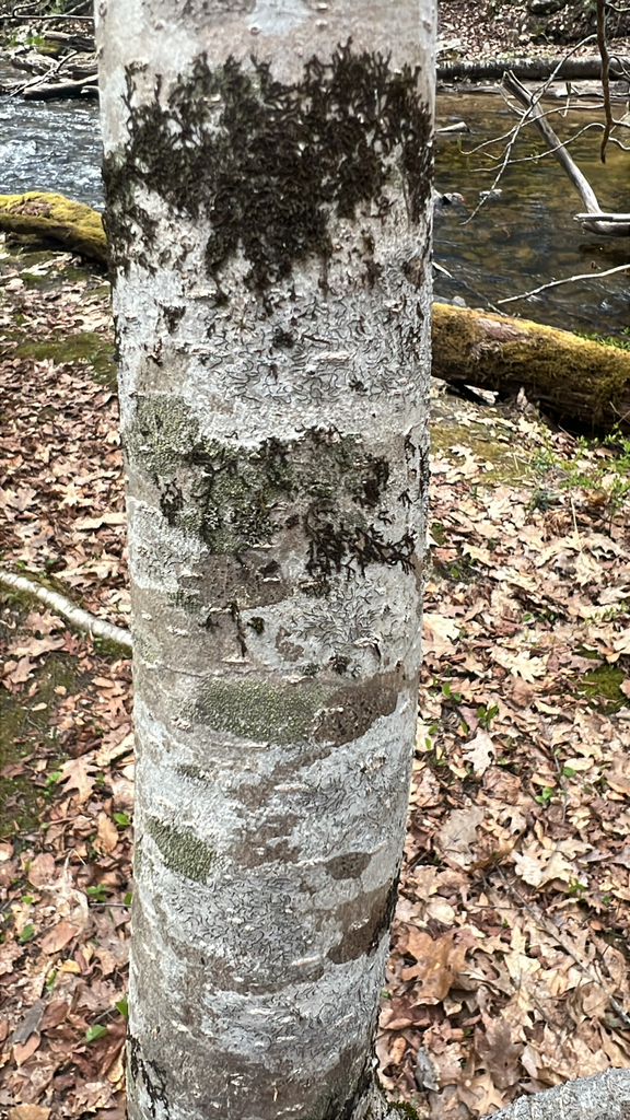Common Script Lichen