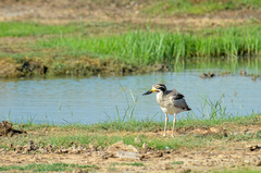 Esacus recurvirostris