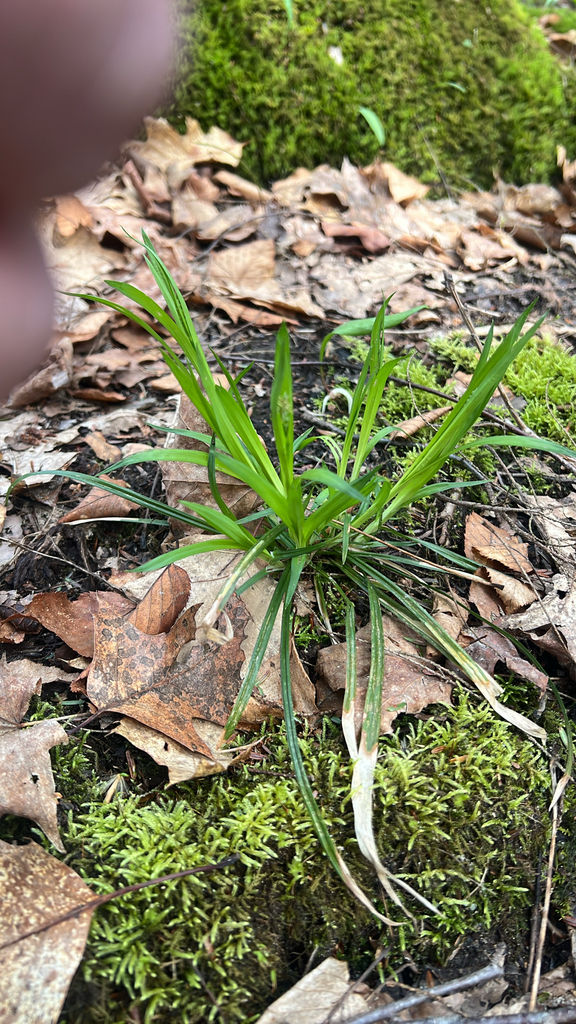 true sedges