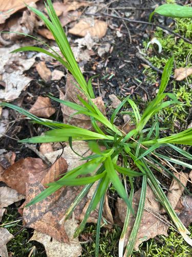 true sedges