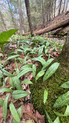yellow trout lily