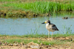 Esacus recurvirostris