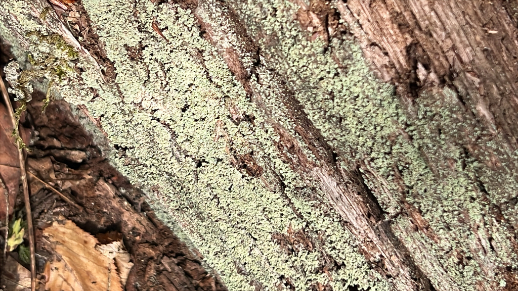 shield lichens, rim lichens, and allies