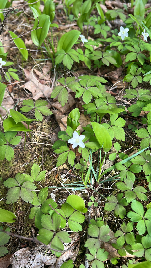 wood anemone