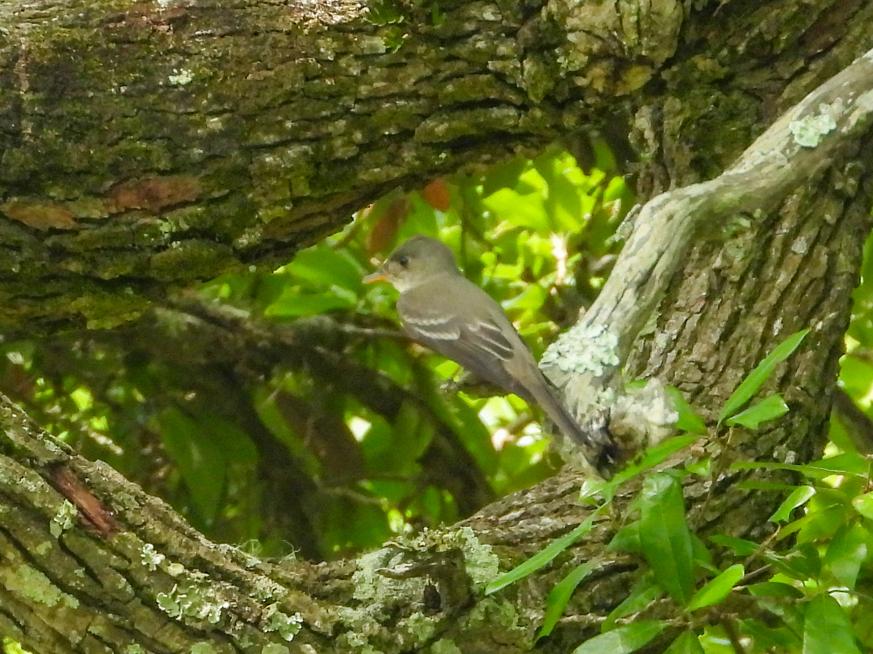 Eastern Wood Pewee (Contopus virens), photo 8