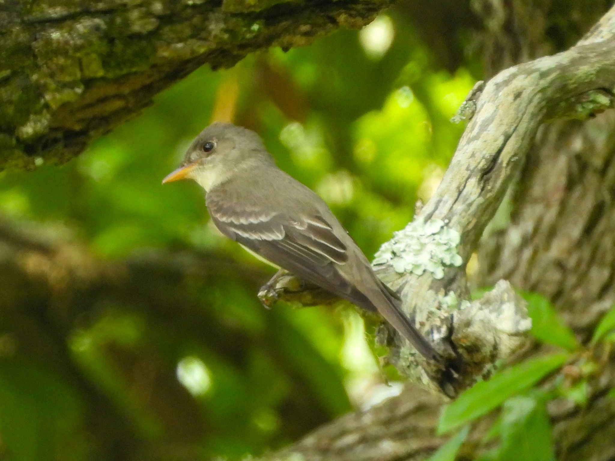 Eastern Wood Pewee (Contopus virens), photo 7