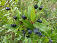 Myrtus communis communis