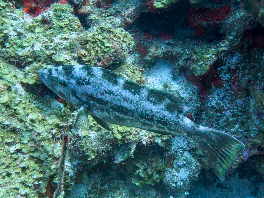 Blake (Mycteroperca interstitialis) — Serranidae