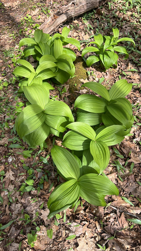green false hellebore