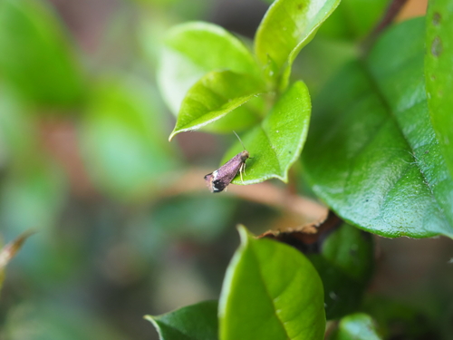 Simacauda dicommatias