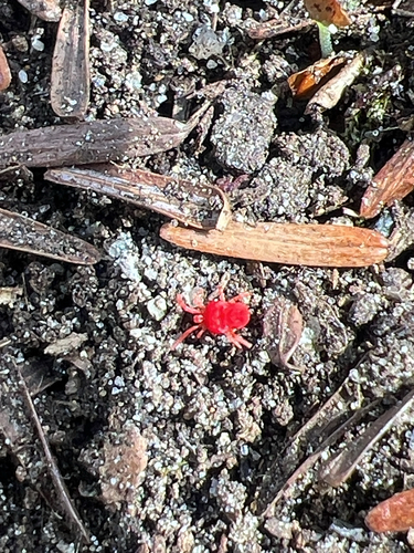 Trombidium