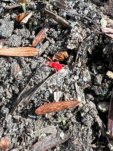 Trombidium