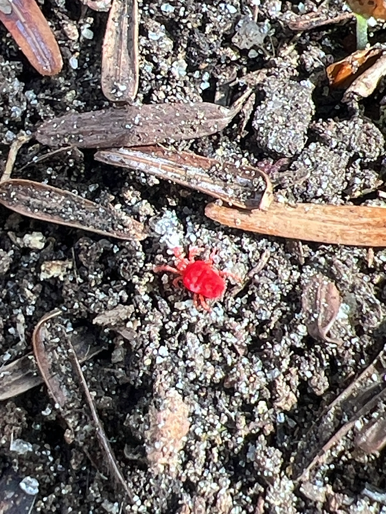 Trombidium