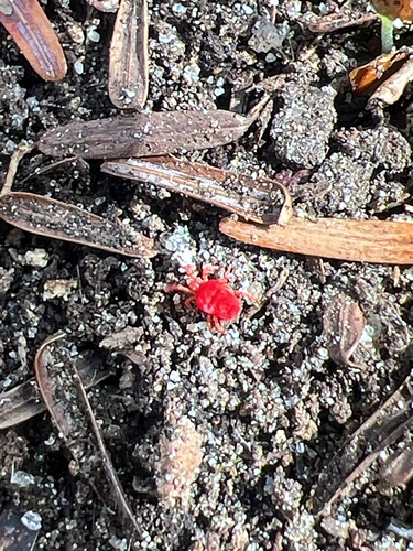 Trombidium
