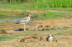 Esacus recurvirostris