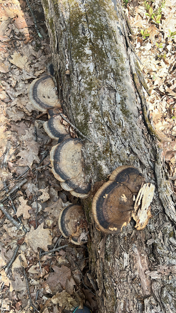 Resinous Polypore