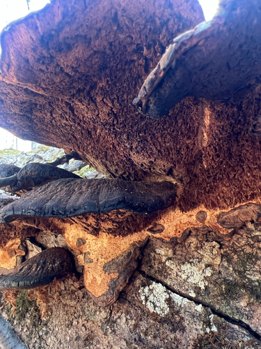 Resinous Polypore