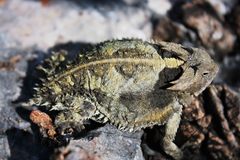 Phrynosoma taurus