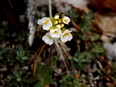 Schivereckia podolica