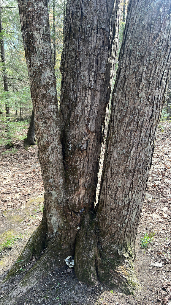 American hophornbeam