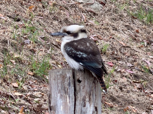 Laughing Kookaburra