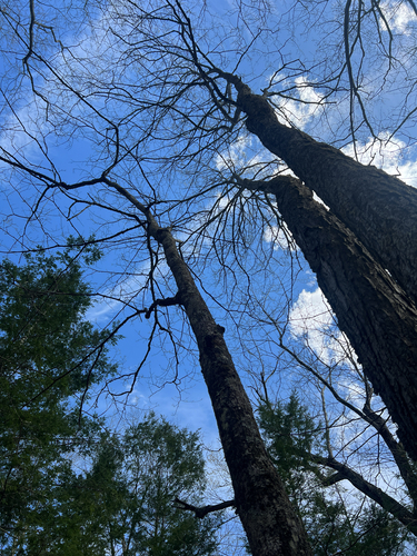 American hophornbeam