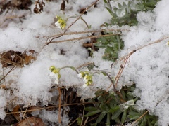 Schivereckia podolica