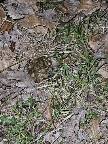 European Toad