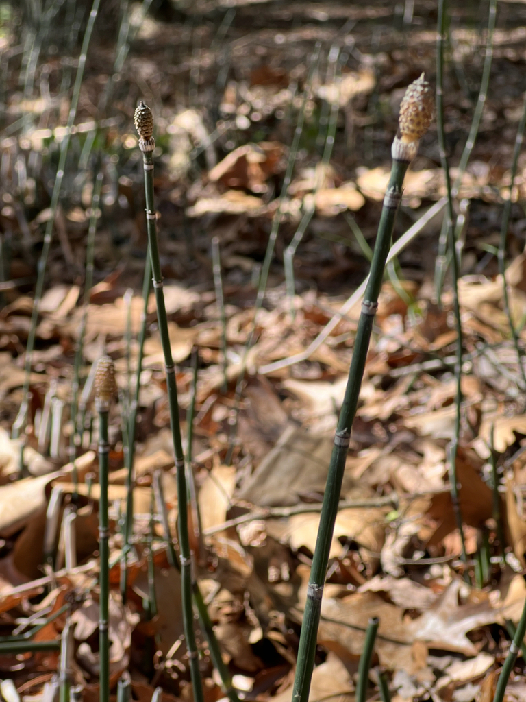 rough horsetail
