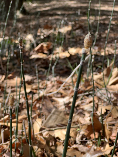 rough horsetail
