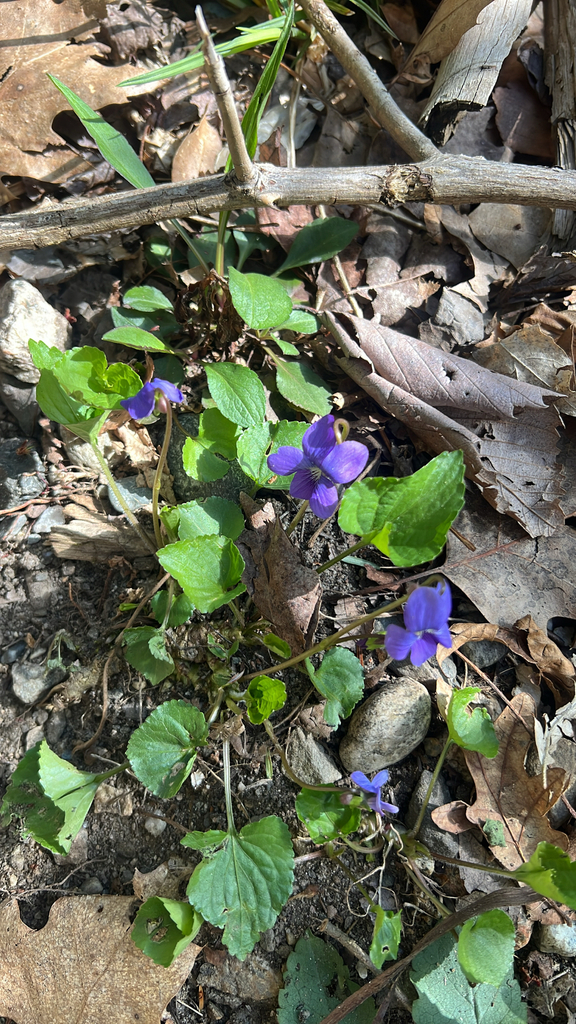 eastern American blue violets