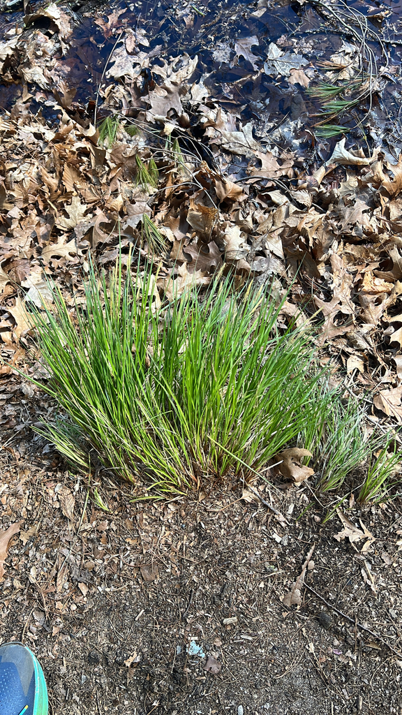 tussock sedge