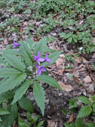 Cardamine glanduligera