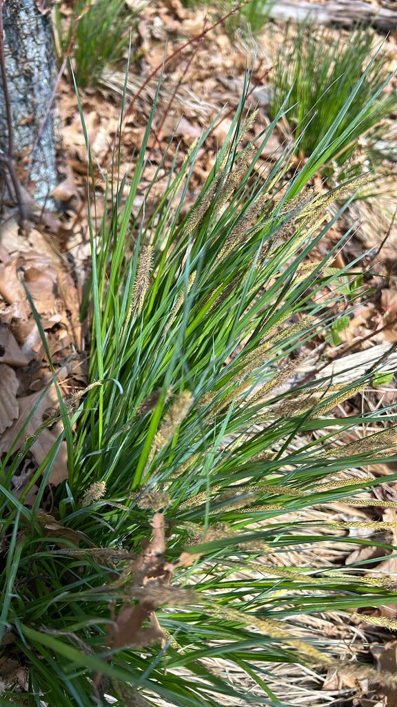tussock sedge