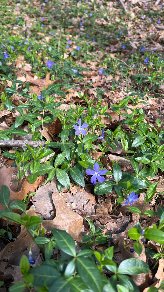 lesser periwinkle
