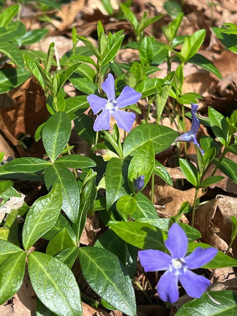 lesser periwinkle
